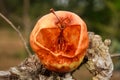 Empty shell and core of an apple eaten by the voracious Asian hornet (Vespa velutina)