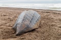 Empty shell of a dead Leatherback sea turtle Dermochelys coriacea at a beach in Tortuguero National Park, Costa Ri Royalty Free Stock Photo