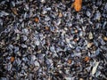 Empty shell mussel natural background Royalty Free Stock Photo