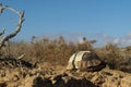 Empty shell or remains of a dead angulate tortoise found in the Kalahari dessert. Some of the scutes were peeled off, revealing