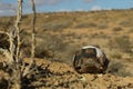 Empty shell or remains of a dead angulate tortoise found in the Kalahari dessert. Some of the scutes were peeled off, revealing