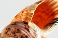Empty shell of sea snail, Atlantic triton trumpet, Charonia variegata from sea. Royalty Free Stock Photo