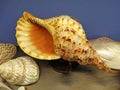 Empty shell of sea snail, Atlantic triton trumpet, Charonia variegata from sea Royalty Free Stock Photo