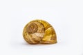 Empty shell of a snail against white background. Snail shell isolated on white Royalty Free Stock Photo