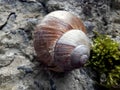 An empty shell without a snail on a stone overgrown with moss. Close-up, soft daylight. Symbolizing temporary emptiness Royalty Free Stock Photo
