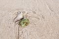 Empty shell with water plant - hydrophyte - in clear sea water and sandy ground. Royalty Free Stock Photo