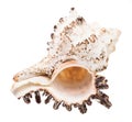 empty shell of white muricidae mollusk isolated Royalty Free Stock Photo