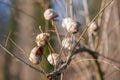 empty shells of Roman snail, Burgundy snail, edible snail or escargot, Helix pomatia Royalty Free Stock Photo