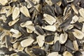 Empty shells of sunflower seeds