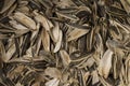 Empty shells of sunflower seeds . Close up Royalty Free Stock Photo