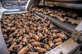 Empty Sicilian cannoli factory, classic sweet from southern Italy.