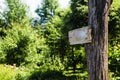 Empty sign directions on a tree in a green summer forest. Self-made rectangular board form pointer with space for text on nature