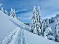 Empty ski touring trail runs past spruce trees covered in fresh powder snow. Royalty Free Stock Photo