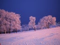 Empty ski track with clean smooth snow and traces of snow ratrak on the background of white trees covered with frost