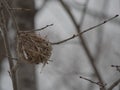 Empty small bird nest in a tree in the forest in winter, no eggs Royalty Free Stock Photo