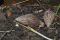 empty snail house on the ground