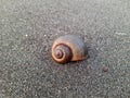 an empty snail shell on beach sand