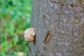 Empty snail shell attached to tree trunk with mold or web remnants Royalty Free Stock Photo