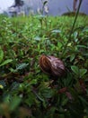 empty snail shell on green grass Royalty Free Stock Photo