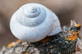 Empty snail shell house on an old dry tree Royalty Free Stock Photo