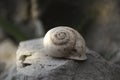 Empty Snail Shell House On The Stone, Sunset