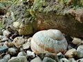 Empty snail shell next to mossy rock