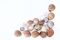 Empty snail shells