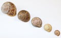 Empty Snail Shells