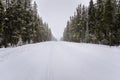 Empty Snowy Road through a Thick Fir Forest