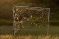 Empty soccer football  goal net on the field. Brazil Royalty Free Stock Photo