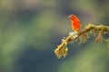 A flame coloured tanager perched on a branch