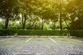 Empty Space in a Parking Lot with flower falling. Parking car with left wall.Parking lane outdoor in public park.