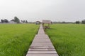 Empty space of wood bridge floor with fresh paddy rice, green agricultural field in countryside or rural area in Asia. Nature Royalty Free Stock Photo