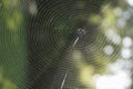 An empty spider web concept background