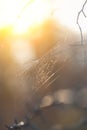 Empty spider web at dawn without a spider. Royalty Free Stock Photo