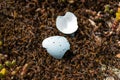 Empty spotted broken egg Royalty Free Stock Photo