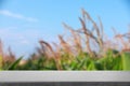 Empty stone surface and blurred view of corn field. Space for text Royalty Free Stock Photo