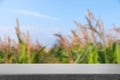 Empty stone surface and view of beautiful corn field. Space for text Royalty Free Stock Photo
