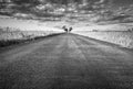 Empty straight long asphalt road. Black and white