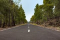 Empty straight road through forest landscape
