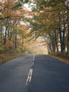 Empty straight rural asphalt road during autumn with colorful trees and foggy atmosphere Royalty Free Stock Photo