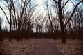 Empty streets with bare trees in a park in Berlin Royalty Free Stock Photo