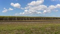 Empty Sugar Cane Bins On Rail Line