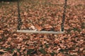 Empty swing covered with leaves in the autumn season Royalty Free Stock Photo