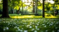Empty Swing Hanging From a Tree in a Serene Park Setting on a Sunny, Floral Spring Day Royalty Free Stock Photo