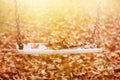 Empty swing with leaves in the autumn season Royalty Free Stock Photo