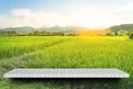 Empty white shelves nature paddy farm background product display