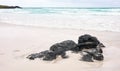 Empty Tortuga Bay beach on Santa Cruz Island, Galapagos Islands, Ecuador Royalty Free Stock Photo