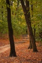 Empty trail in autumn forest. Outdoor stairs in autumn park. Fall mood. October landscape.