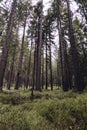 Empty trail in the giant mountains in Poland, Europe. Forest shot.